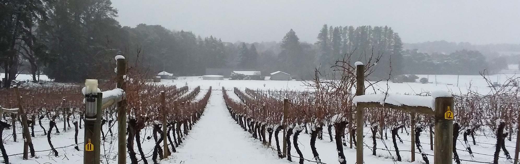 Snow covered vineyard